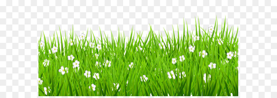 Lawn Clip art - Transparent Grass with White Flowers Clipart 5000*2418 transprent Png Free 