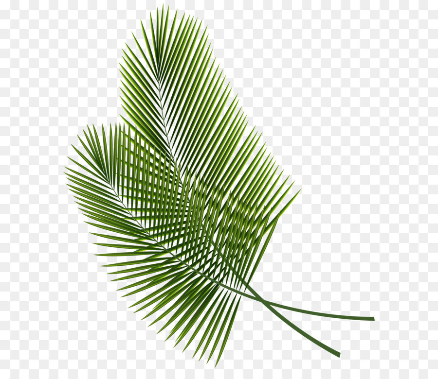 Leaf Clip art - Tropical Leaves PNG Clipart Image png download - 5295*