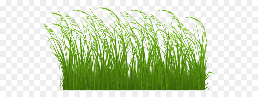 Tallgrass prairie Clip art - Decorative Grass Clipart 
