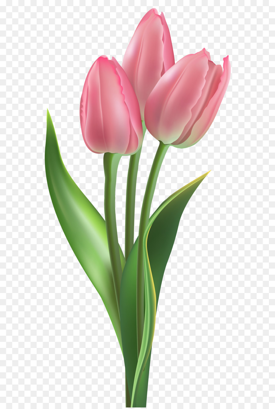 Bunga Tulip Merah Muda Clip Art Soft Pink Tulip PNG Clipart Gambar