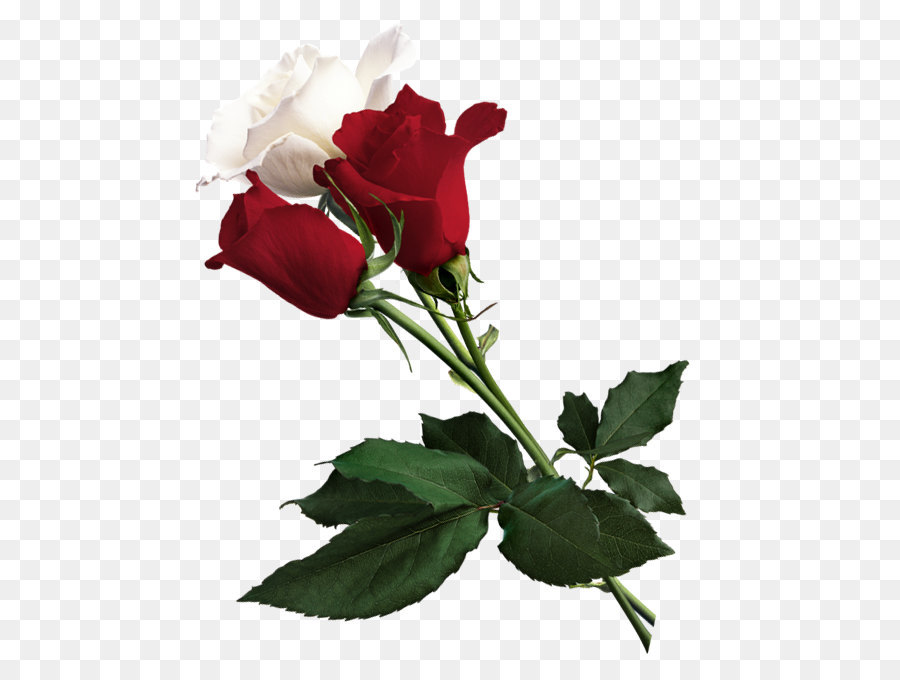 white and red roses png picture 5a1bad6220b628