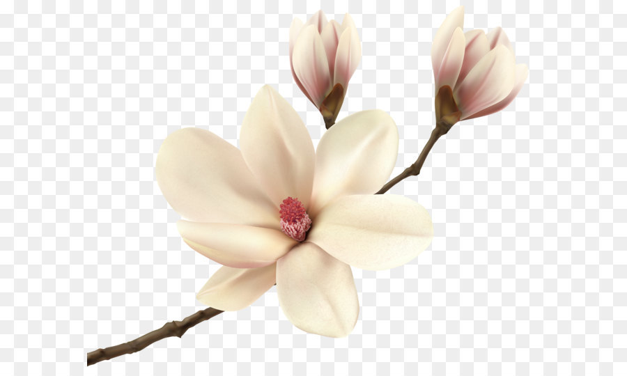 Southern magnolia Flower Magnolia fraseri Tree Floristry - White Spring