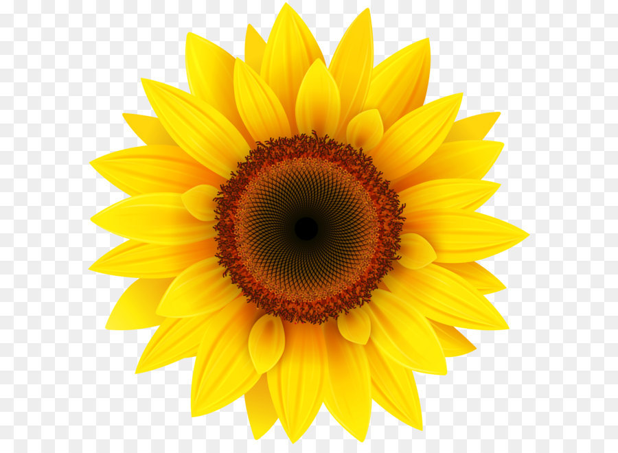 Common sunflower Pixel XCF - Sunflower PNG Clipart Picture ...