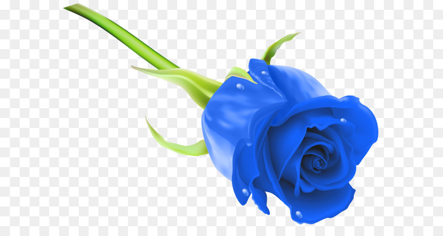 Blue rose Flower Stock photography Clip art - Blue Rose PNG Clip Art