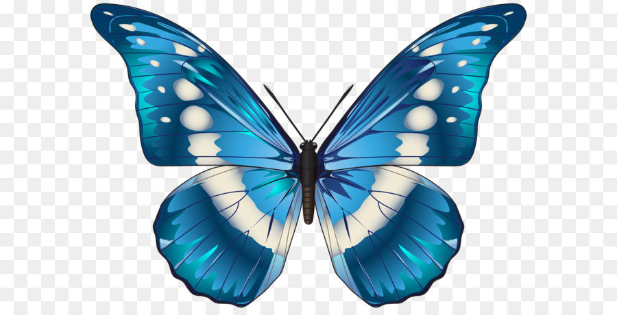 Butterfly Blue Morpho menelaus Clip art  Butterfly Blue PNG Clip Art Image png download  3500 