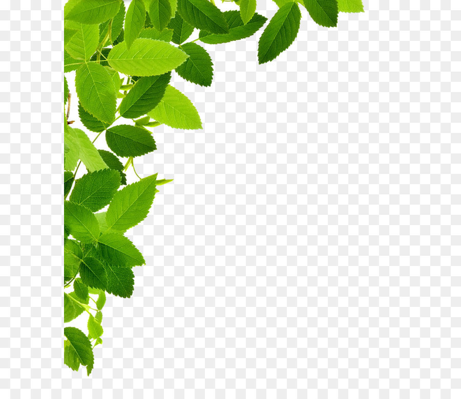 Leaf Clip art - Leaves Transparent 848*1009 transprent Png Free