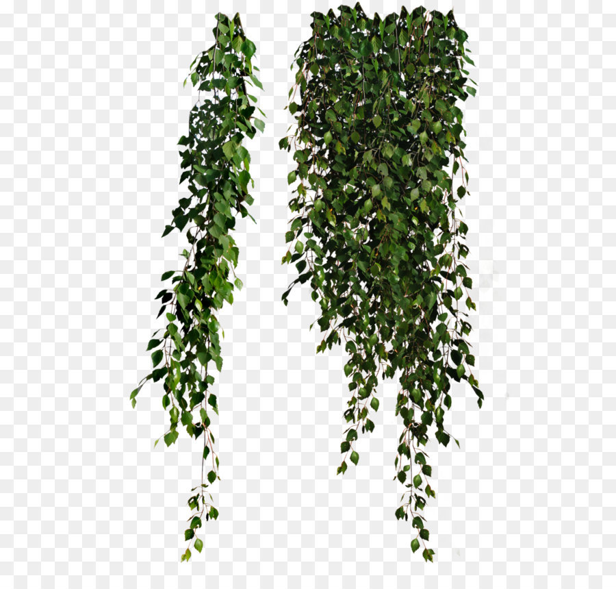 Vine Clip art - Plants Png png download - 900*1170 - Free Transparent