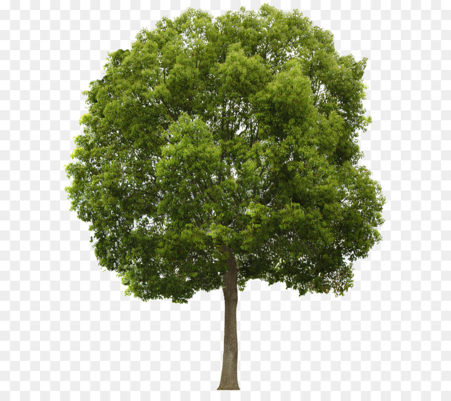 Tree Clip art - Tree Png png download - 1903*2304 - Free Transparent