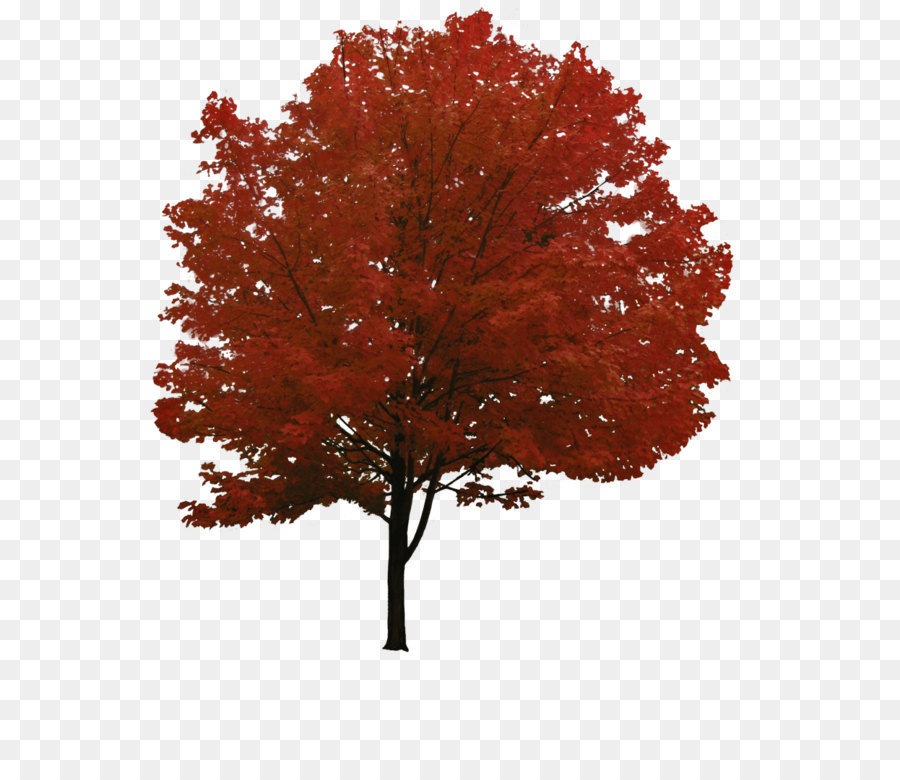 Red maple Tree Clip art - Tree Png Image Download Picture 
