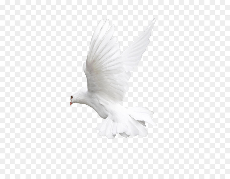 Bird Flight Owl Beak - White Flying Pigeon Png Image png 