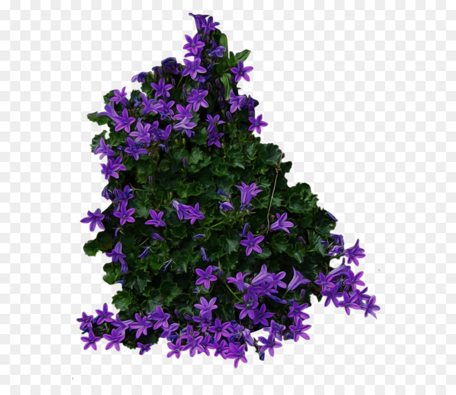 Shrub Flower - Bush PNG image png download - 819*976 - Free Transparent