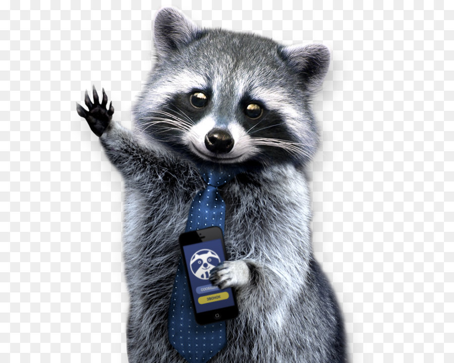 Raccoons A Natural History Clip Art Raccoon Png Png