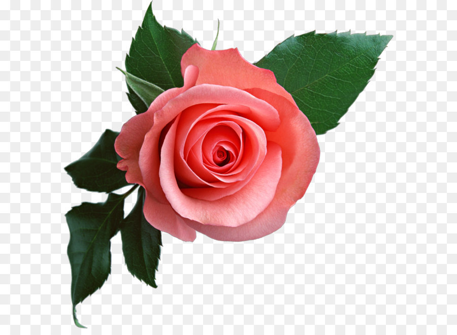 The Most Beautiful Flowers Clip art - Pink rose png image, free picture
