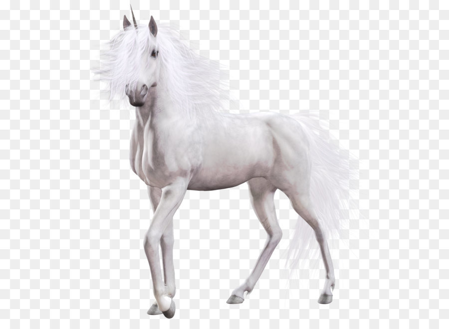 White Horse Country Club Equine coat color - Unicorn PNG png download