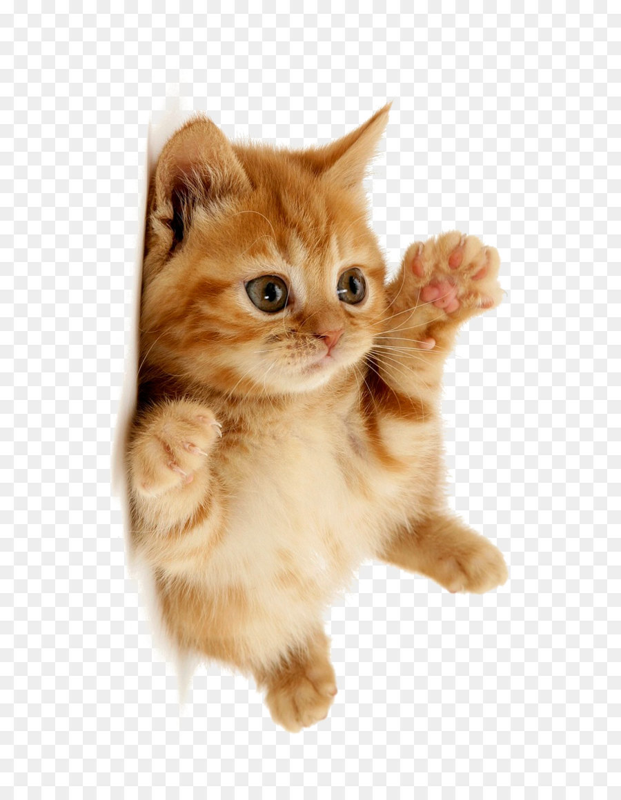 Cute cat png download - 658*1170 - Free Transparent Domestic Short ...