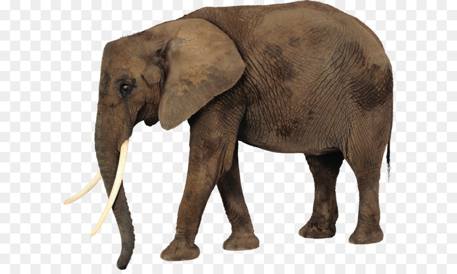 African elephant Clip art - Elephant PNG png download - 2075*1698
