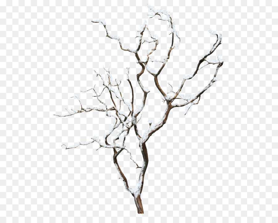 Winter Tree png download - 600*704 - Free Transparent Plant png Download.