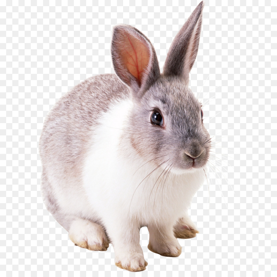 White Rabbit - Rabbit PNG image png download - 1729*2351 