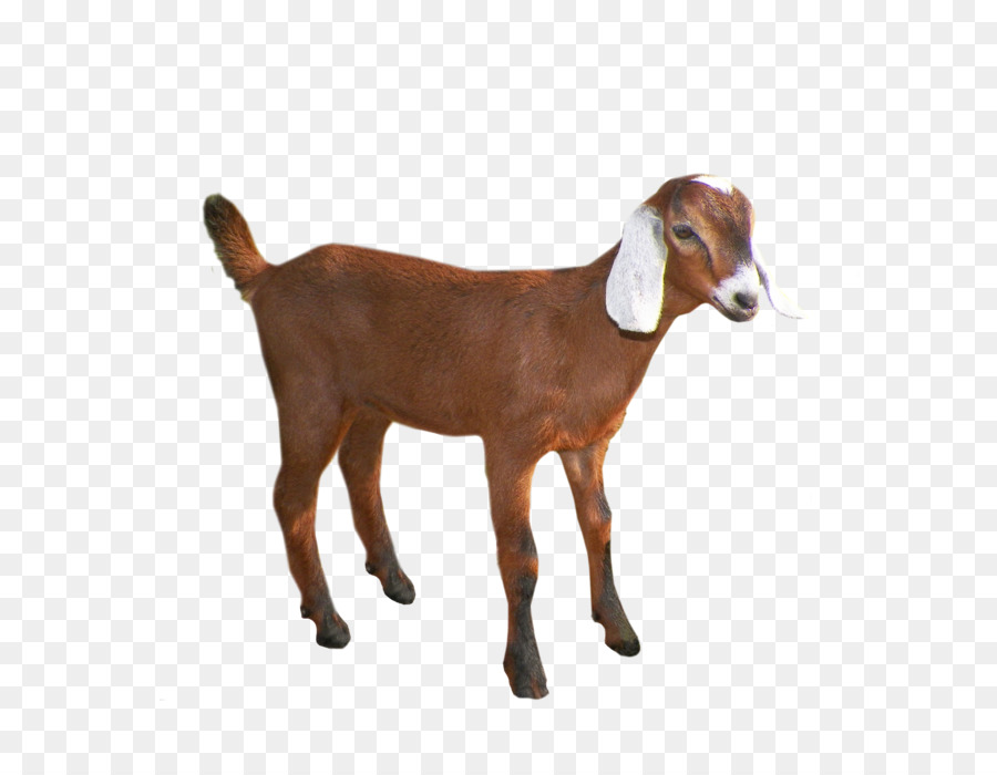 Emily the Goat Sheep Pack goat - Goat PNG png download - 2652*2820