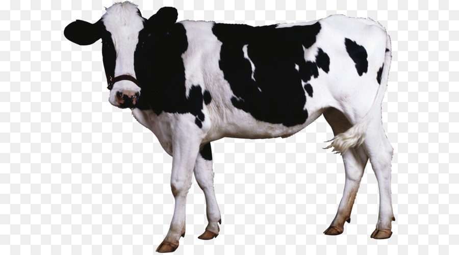 Beef cattle Dairy cattle Cow PNG image 3000 2289 