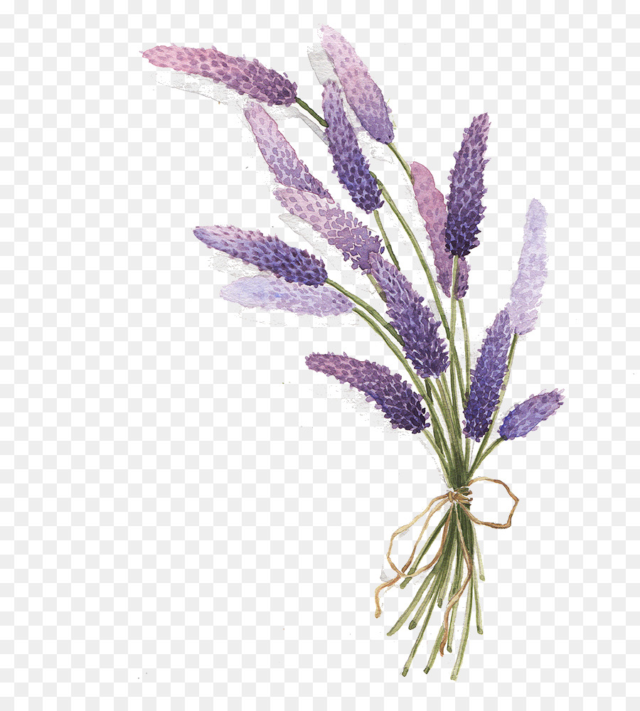 Lavender Drawing - lavender png download - 888*983 - Free Transparent