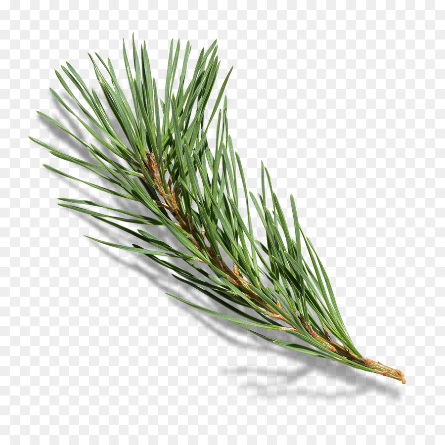 Branch Pine Family png download - 900*900 - Free Transparent Branch png