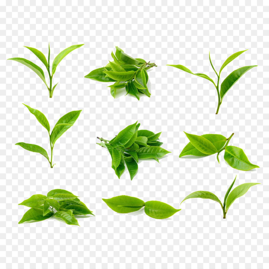 Green tea Stock photography Tea processing - Tea leaves png download