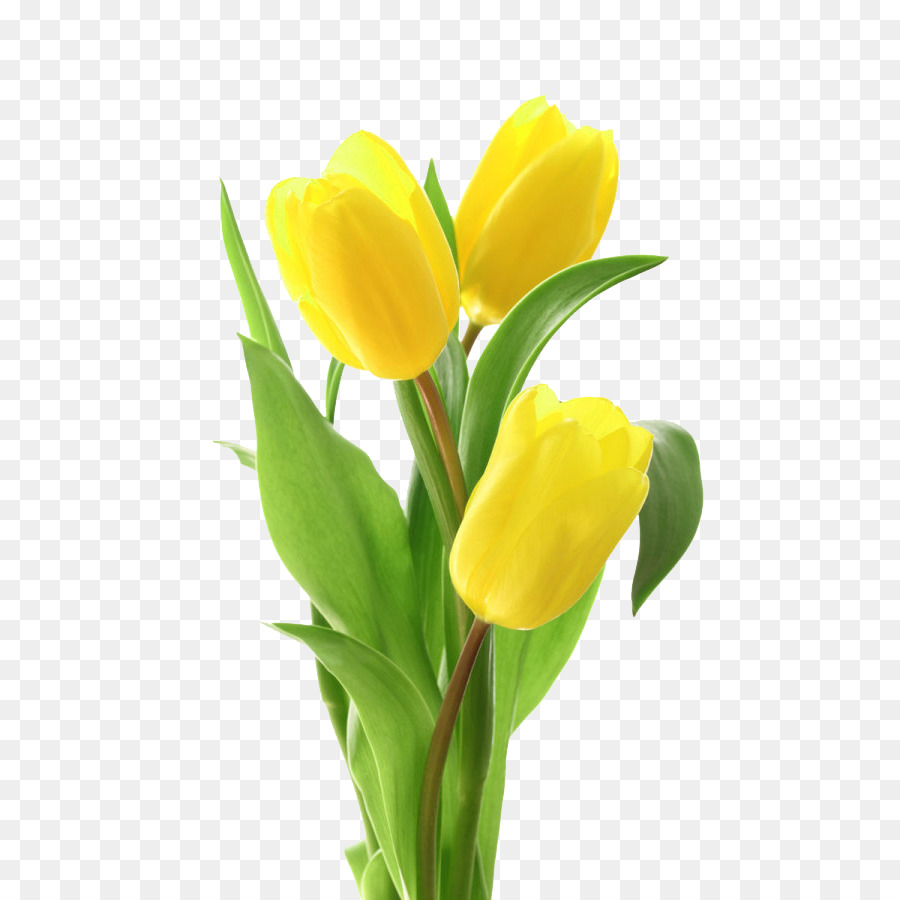 kisspng tulip flower bouquet yellow tulip 5a70f2755650b8