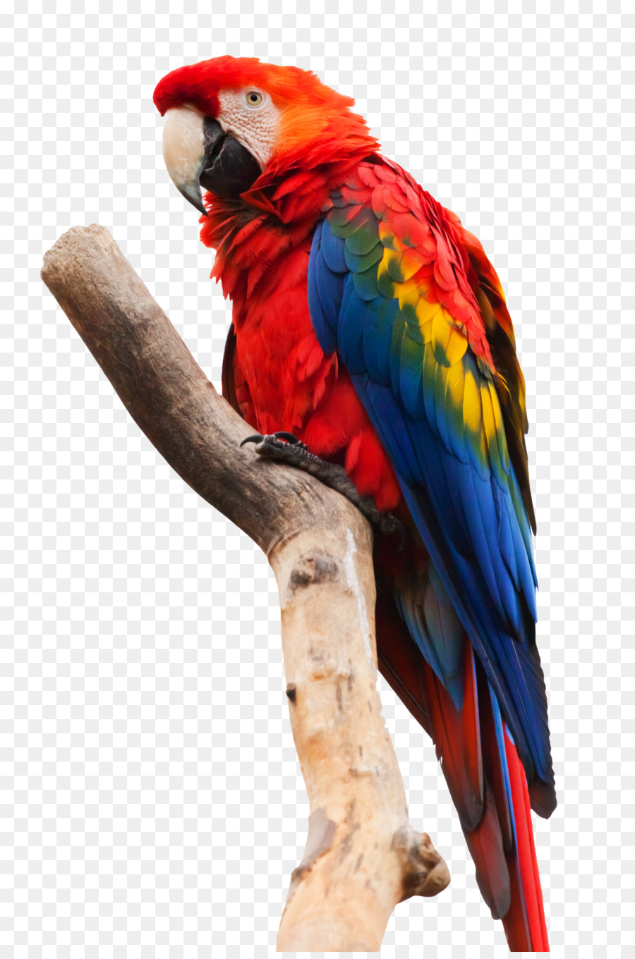 Bird Macaw png download - 1350*2025 - Free Transparent Bird png Download.