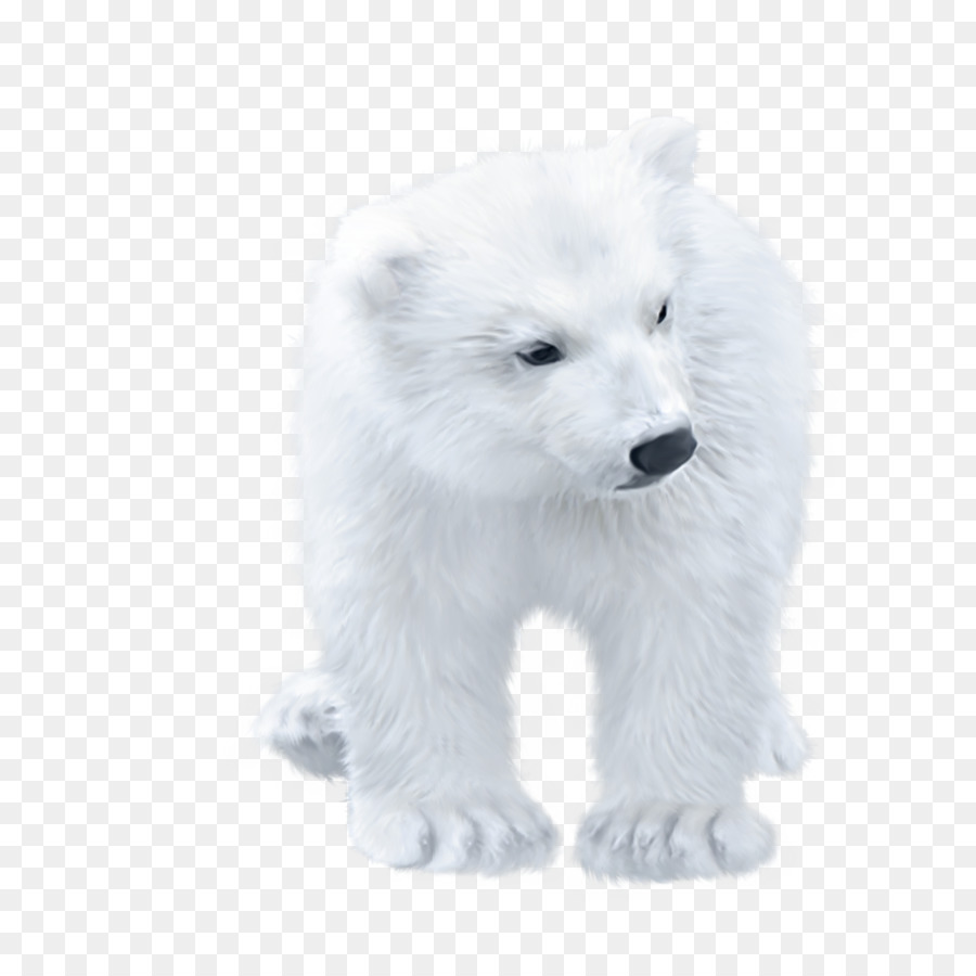 Polar Bear Arctic Fox Cute Polar Bear Png Download 24002400