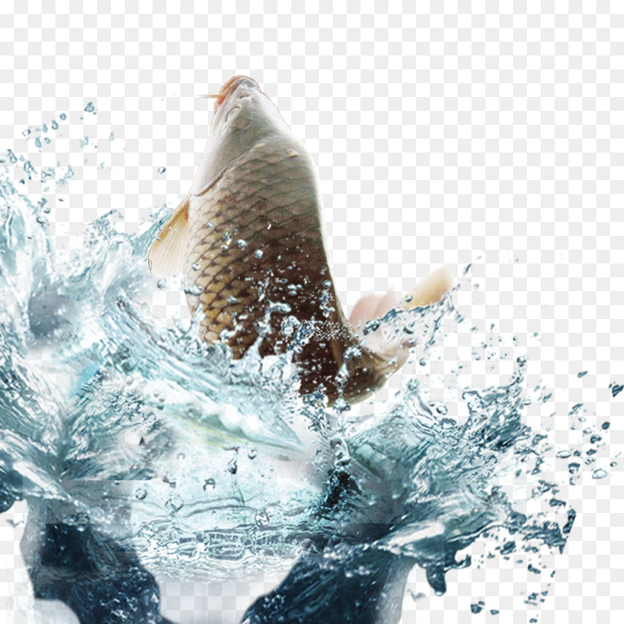 Download Fish Water Euclidean vector - Carp swimming png download - 1800*1800 - Free Transparent Water ...