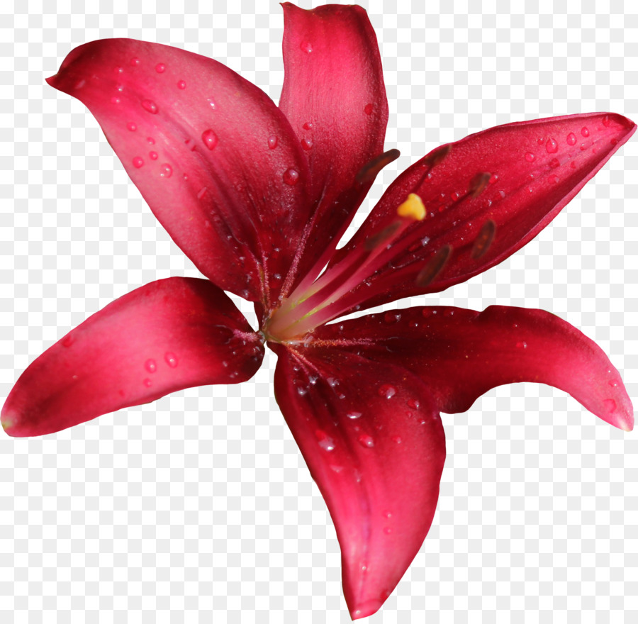 DeviantArt Lily PNG Gratis Download Unduh Pabrik Flora Kelopak