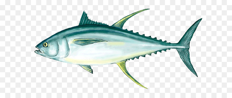 Yellowfin tuna Fishing Fish as food Poke - Ahi Tuna PNG Clipart png