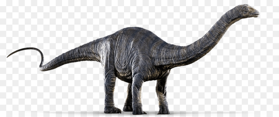 apatosaurus and diplodocus