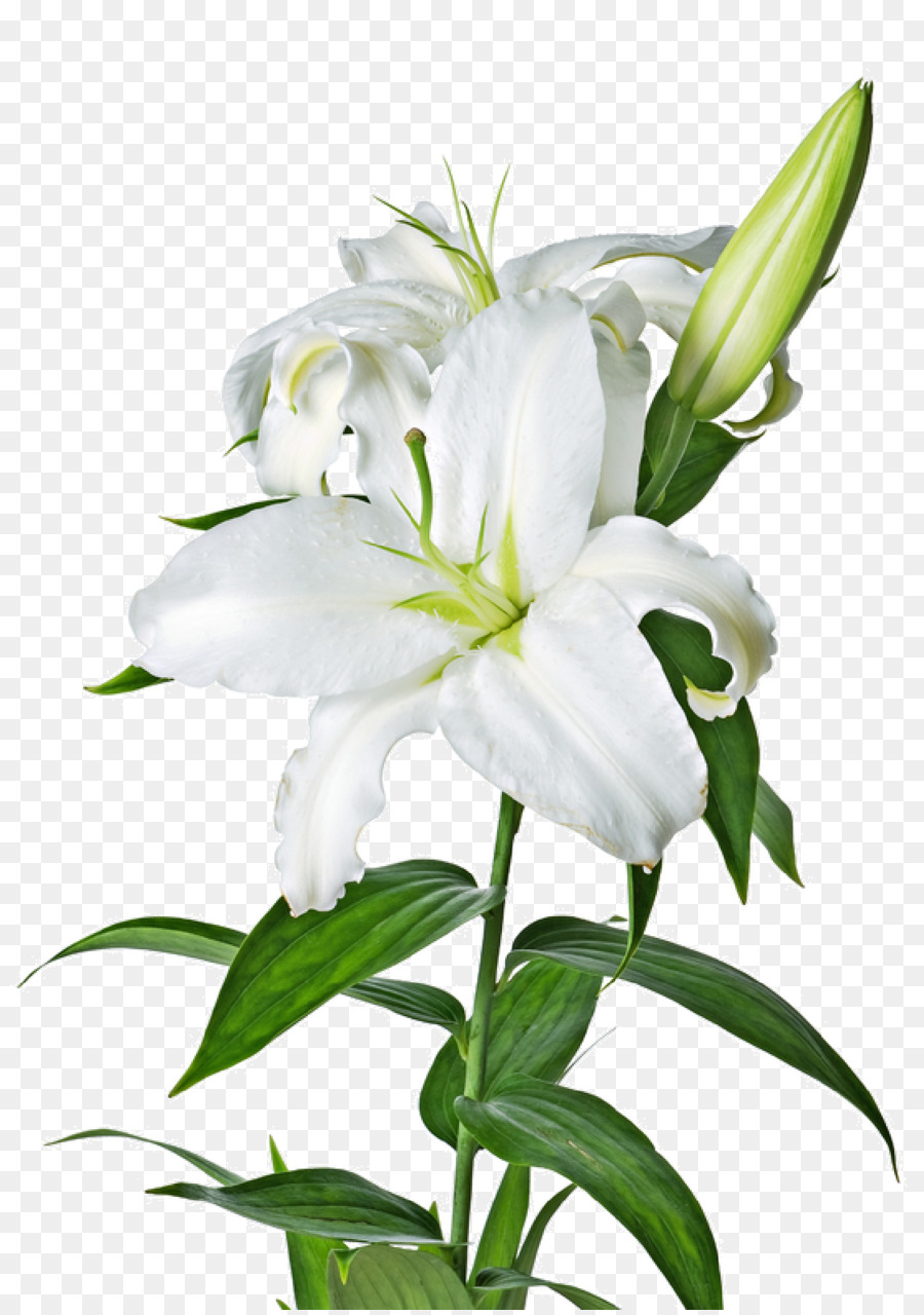 Easter Lily Background png download - 1121*1588 - Free Transparent