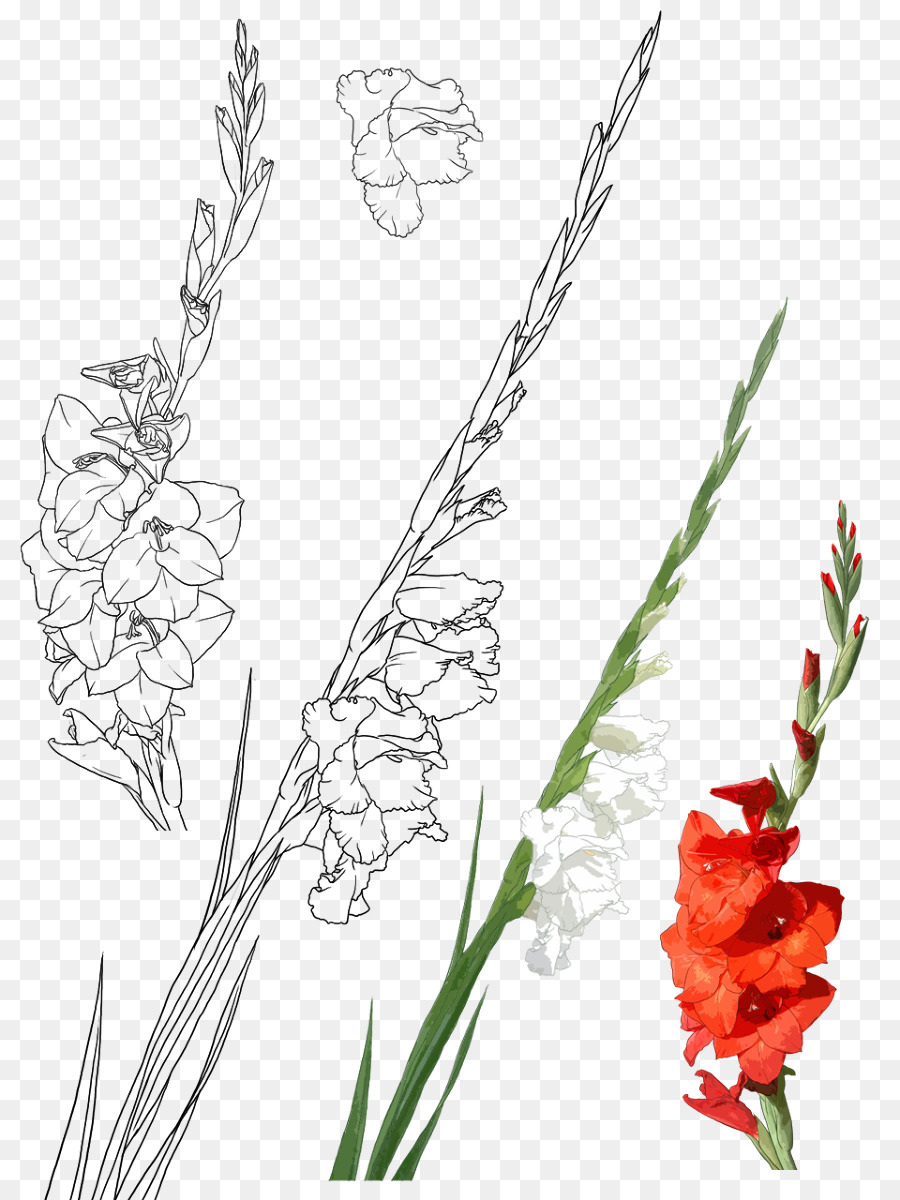 Gladiolus xd7gandavensis Gongbi Drawing Illustration - Hand-painted