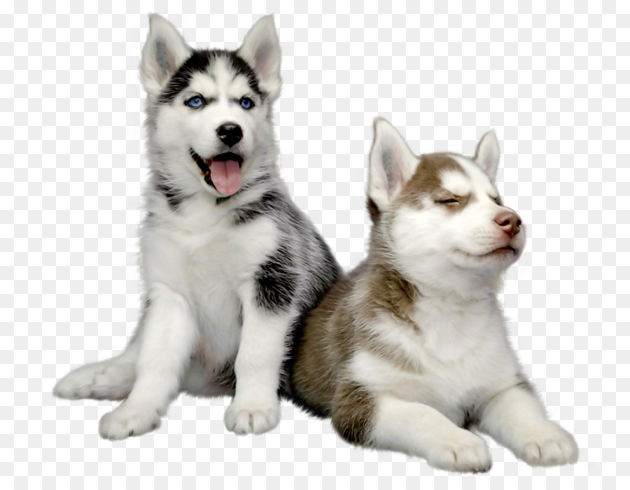 Siberian Husky Puppy Pet Meng Meng da Husky png download 