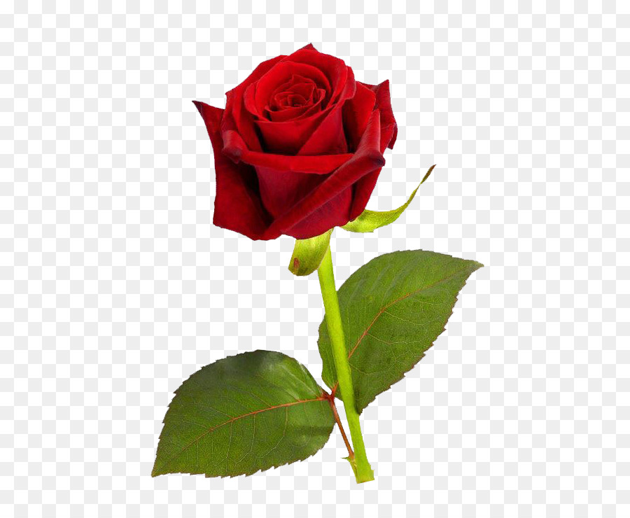 single red rose hd images free download