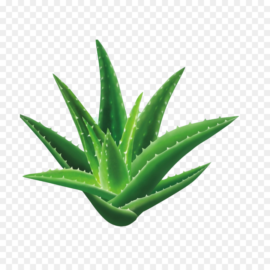 Aloe vera Seed Houseplant Gel - Aloe png download - 2953*2953 - Free
