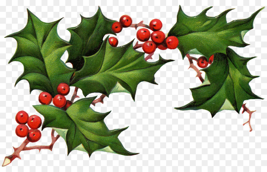 Common holly Christmas tree Christmas Eve Clip art