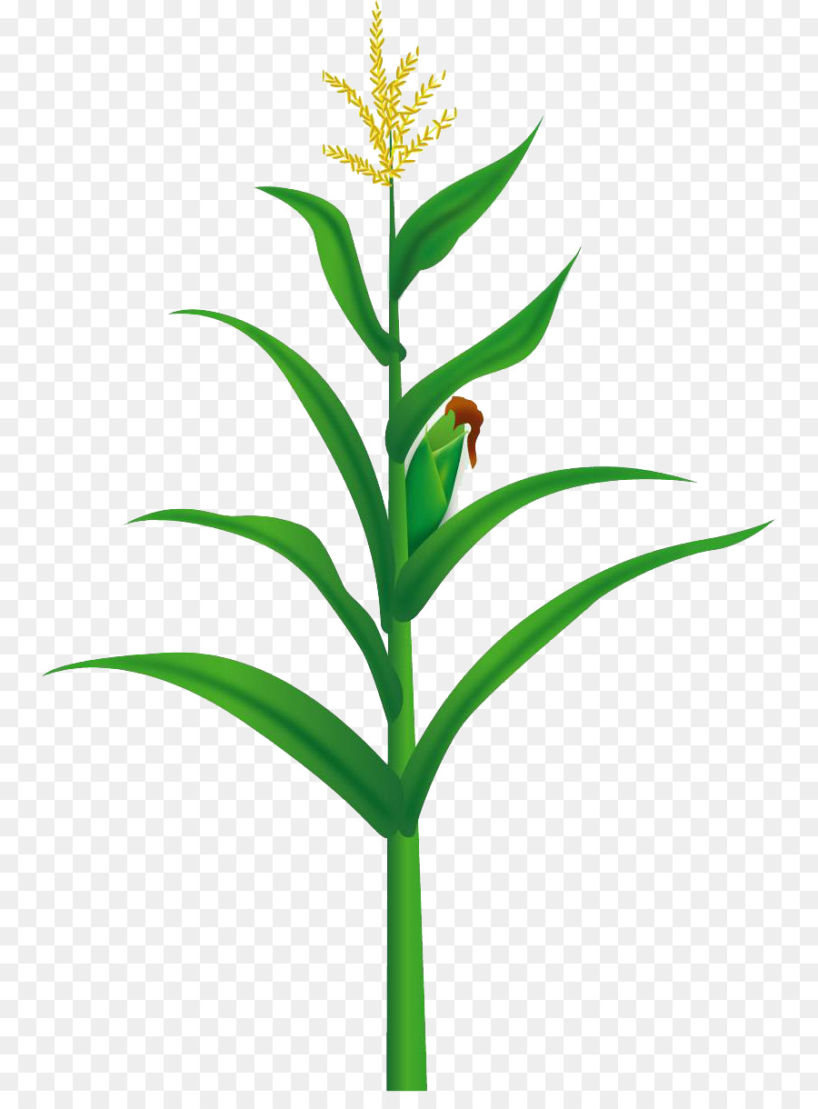 banner christmas australia tree  Yellow Maize 810*1201 Illustration  corn Food