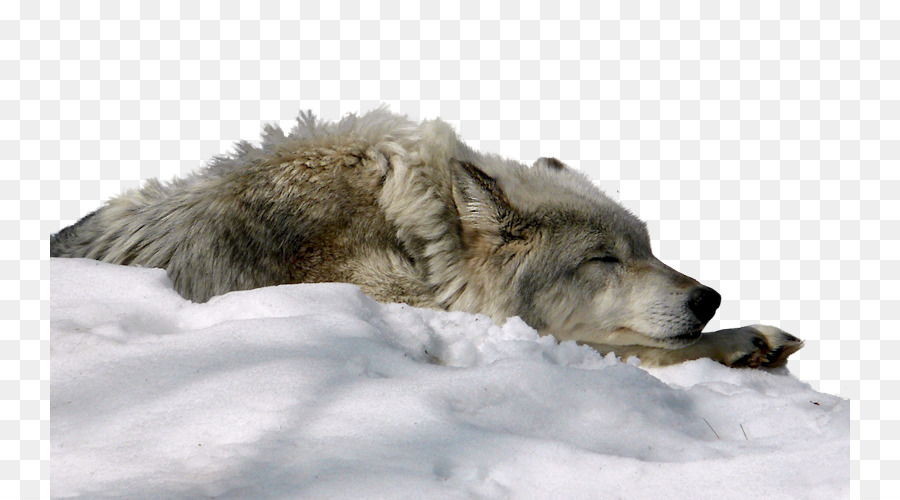 Dog Arctic Wolf Snow Display Resolution Wallpaper Snow Wolf Png