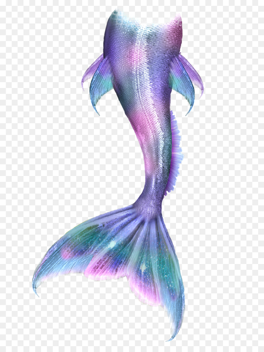 Ariel Mermaid Drawing Tail Siren Mermaid tail png