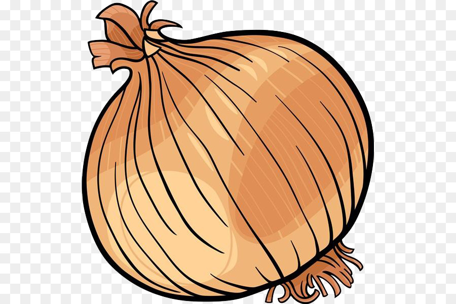 Onion Vegetable Black and white Clip art - Cartoon onion material png