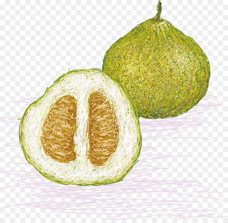 Pomelo Euclidean Vektor Ilustrasi Tangan Dicat Pepaya Unduh