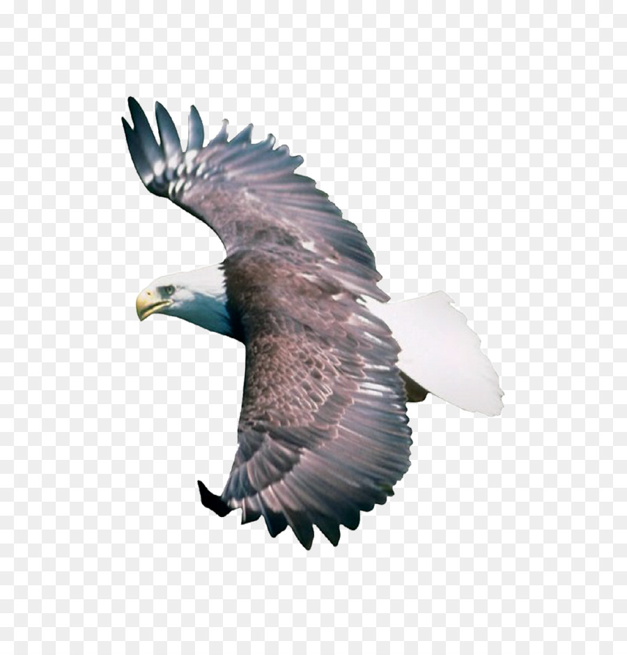Burung Elang Dwg Eagle Unduh Elang Elang Botak Buzzard Sayap