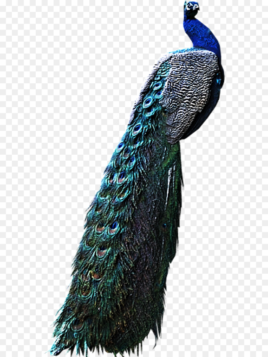 Burung Merak Pavo Clip Art Merak Unduh Merak Bulu Paruh