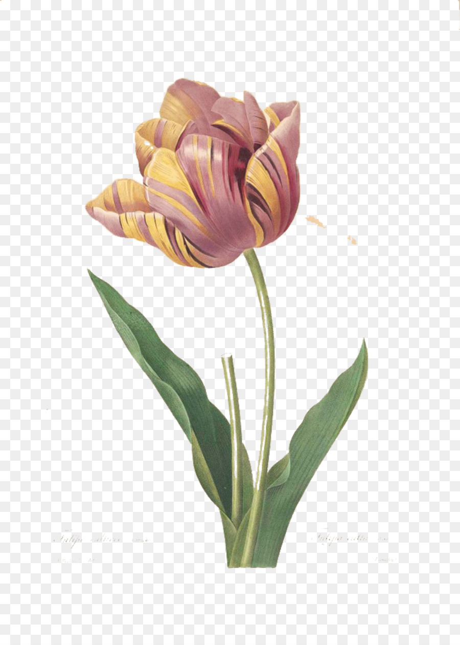Tulip Seni Grafis Naik Lukisan Ilustrasi Ratu Yang Cantik Tulip
