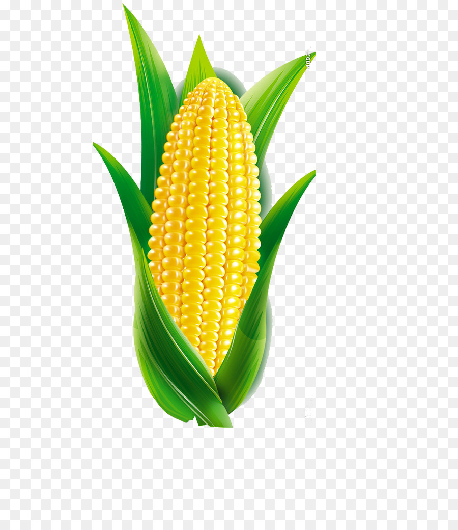 Maize Cartoon - corn png download - 534*1024 - Free Transparent Maize