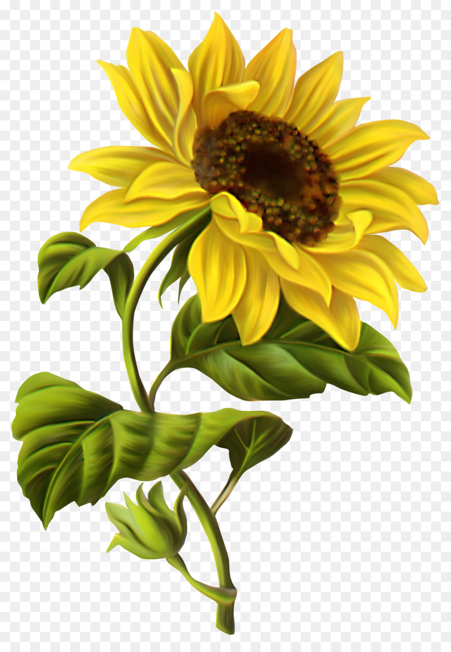 Download Common sunflower Drawing Illustration - sunflower png ...